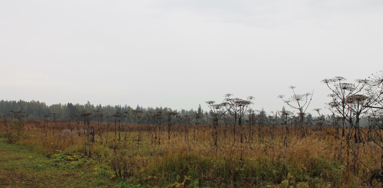 земля городской округ Рузский д Цыганово фото 3