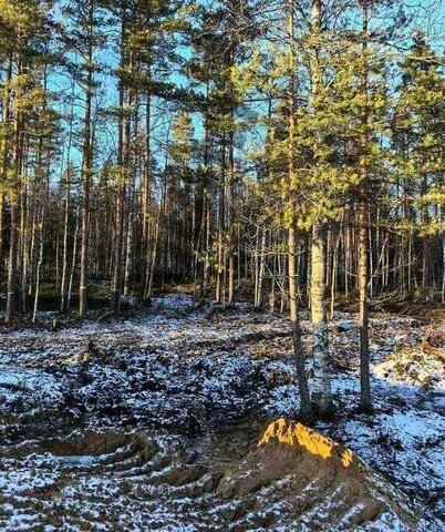 Девяткино, Токсовское городское поселение, городской посёлок Токсово фото