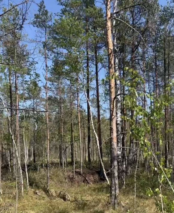 земля Всеволожское городское поселение, СОСН Раздолье тер., ул. Тюльпановая фото 9