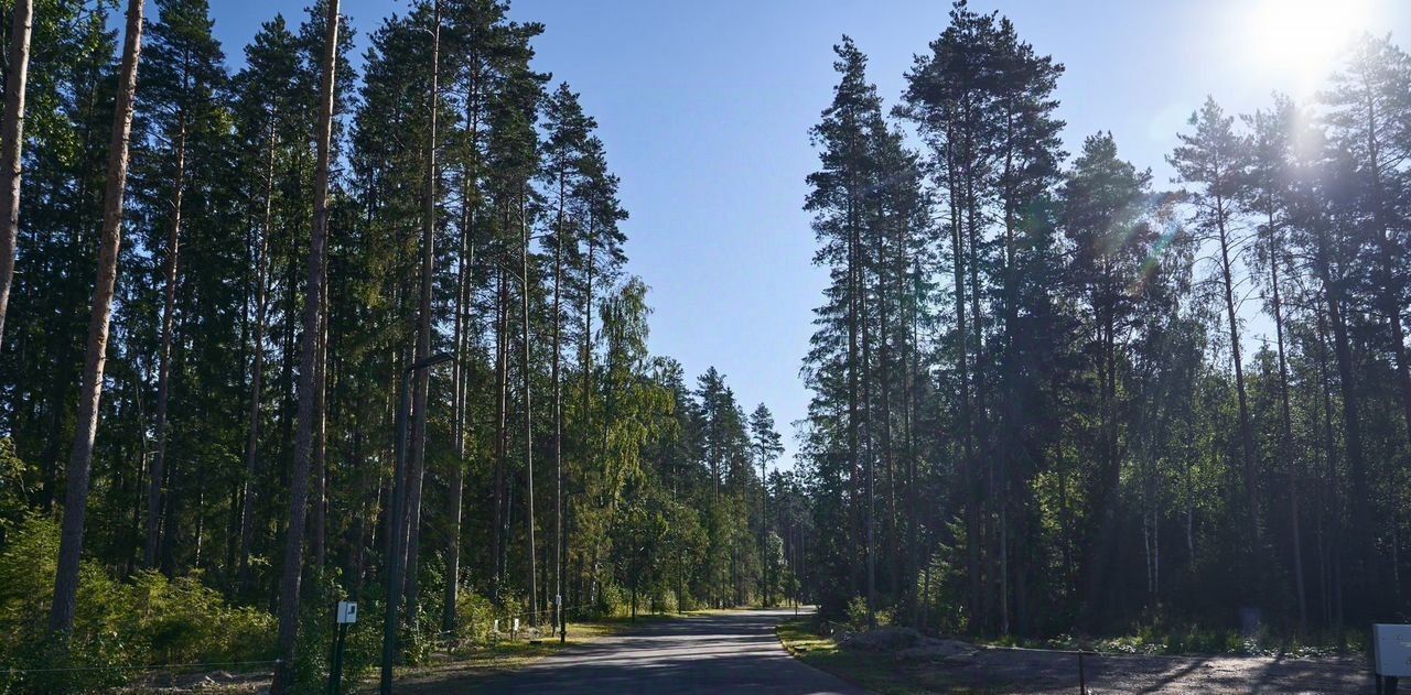 земля р-н Выборгский п Рощино аллея Еловая фото 25