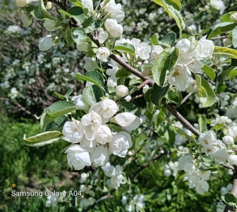 дом г Новосибирск Берёзовая роща ул Красноводская фото 24