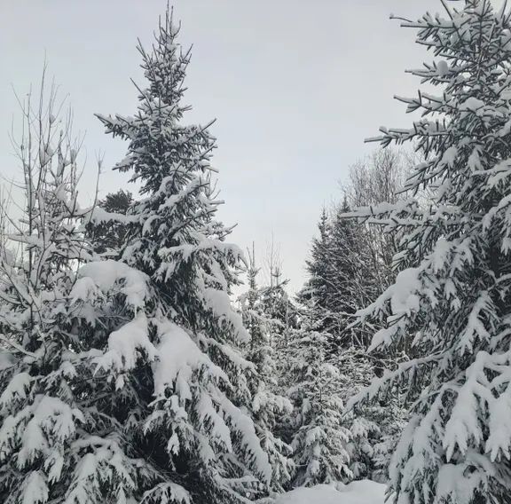 дом р-н Гатчинский Вырица городской поселок, ул. Лейтенанта Шмидта, 6А фото 7