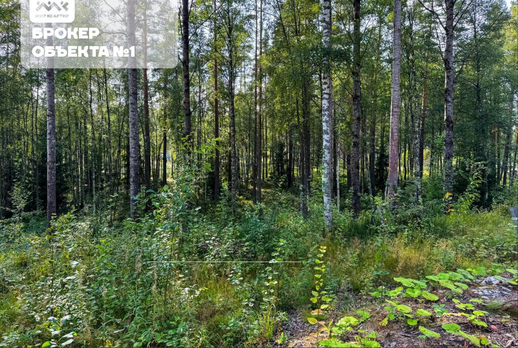 земля р-н Приозерский д Раздолье Раздольевское сельское поселение фото 3