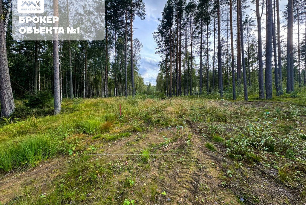 земля р-н Приозерский д Раздолье Раздольевское сельское поселение фото 4