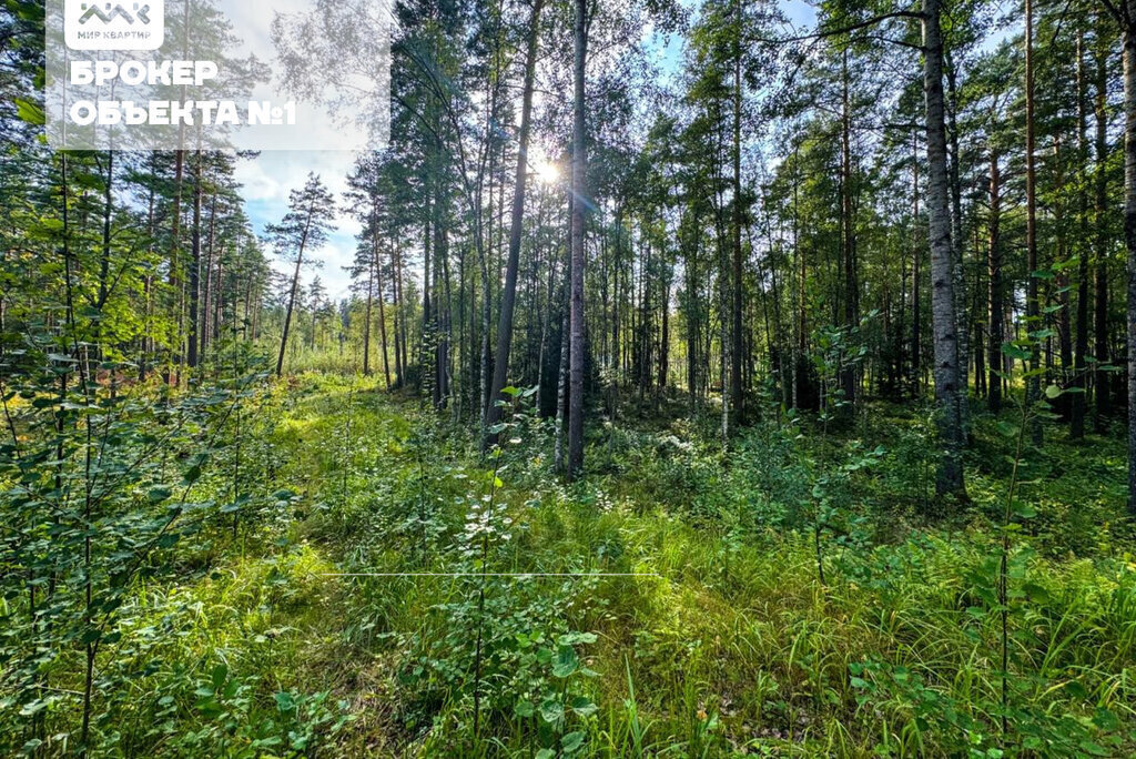 земля р-н Приозерский д Раздолье Раздольевское сельское поселение фото 5