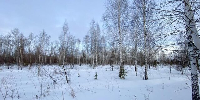 снт Одуванчик Тюмень фото