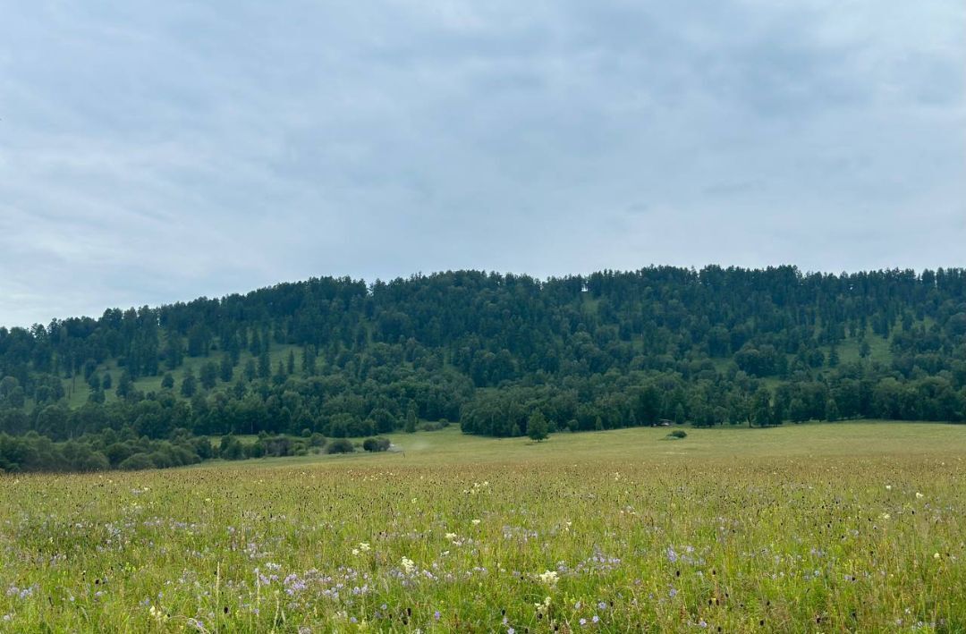 земля р-н Чемальский п Верх-Анос Горно-Алтайск фото 6