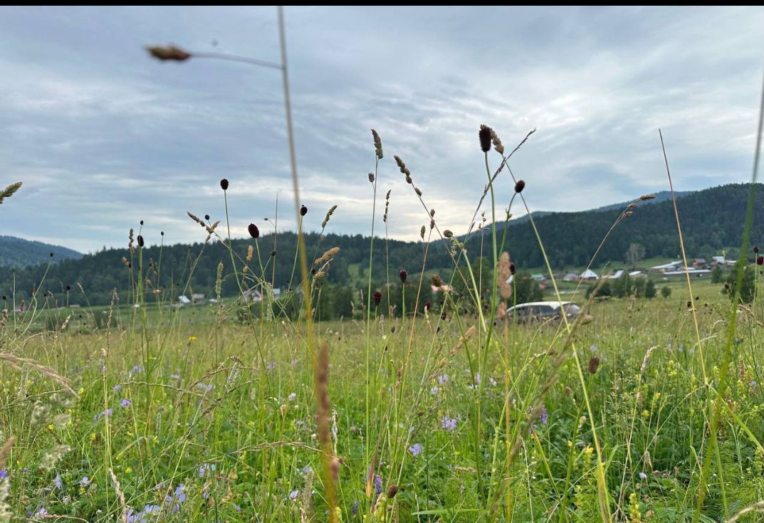 земля р-н Чемальский п Верх-Анос Горно-Алтайск фото 7