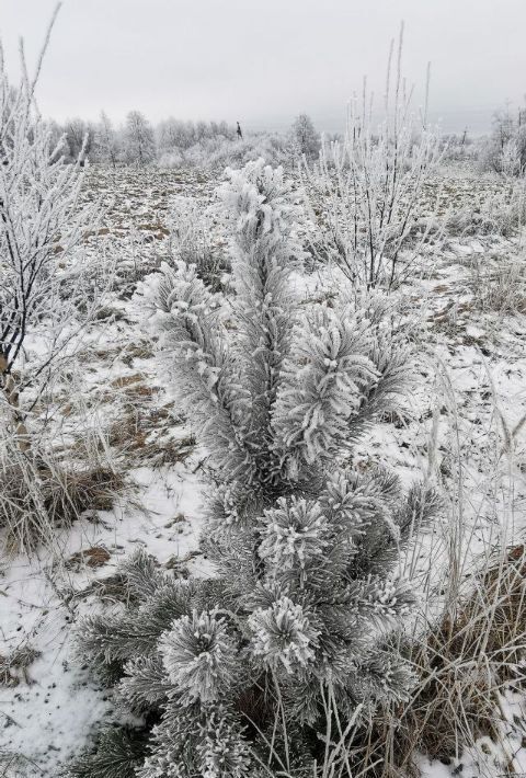 земля городской округ Дмитровский д Акулово фото 6