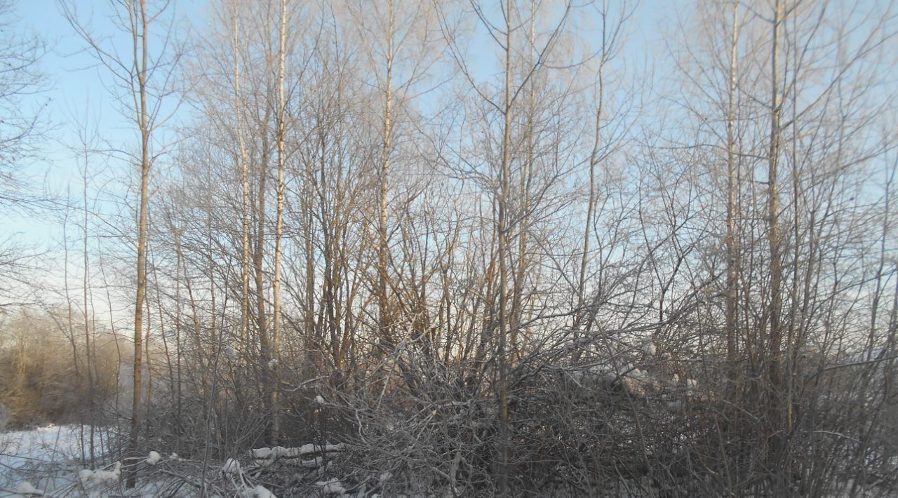 земля городской округ Шаховская д Чухолово снт Полянка фото 1