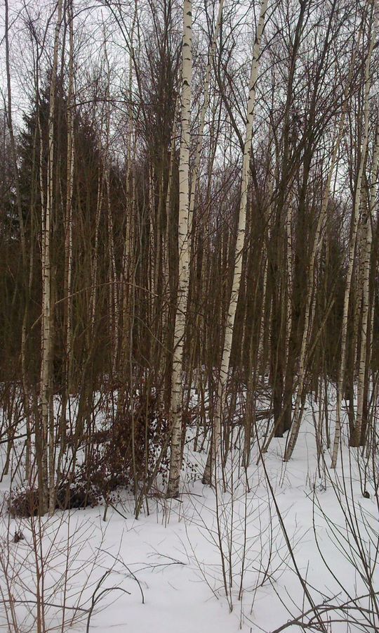 земля г Волоколамск с Калеево снт Калеево 102 км, Верхняя ул, Волоколамский муниципальный округ, Новорижское шоссе фото 2