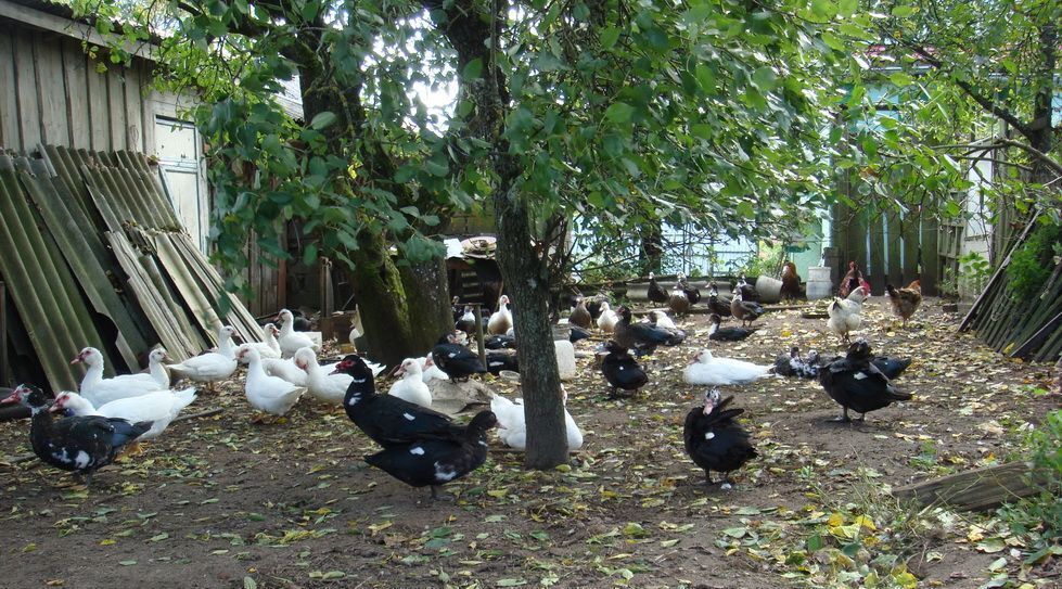 дом р-н Багратионовский п Корнево Багратионовский муниципальный округ фото 9