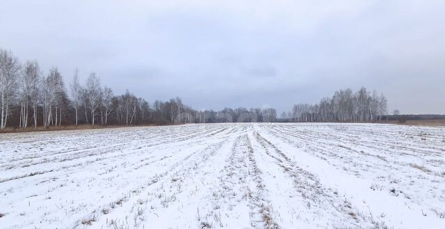 снт тер.Райские сады Ключевское сельское поселение, Каскара фото