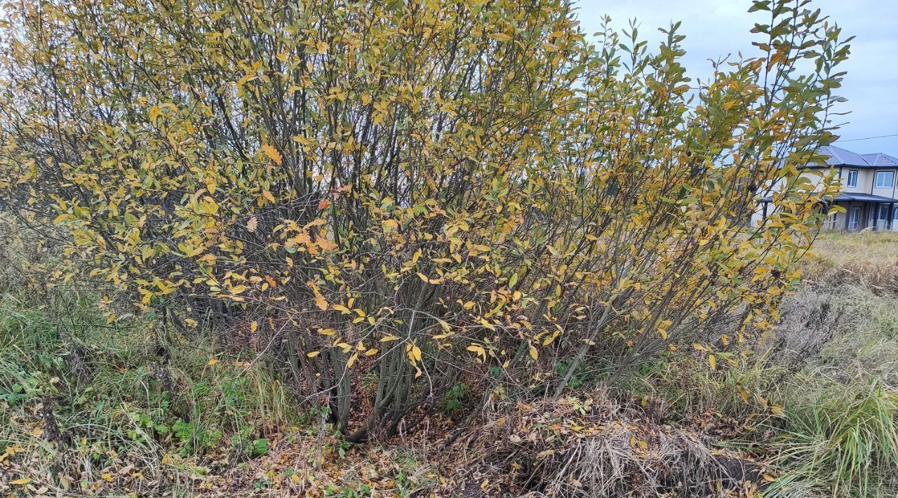 земля городской округ Раменский д Донино Раменское фото 3