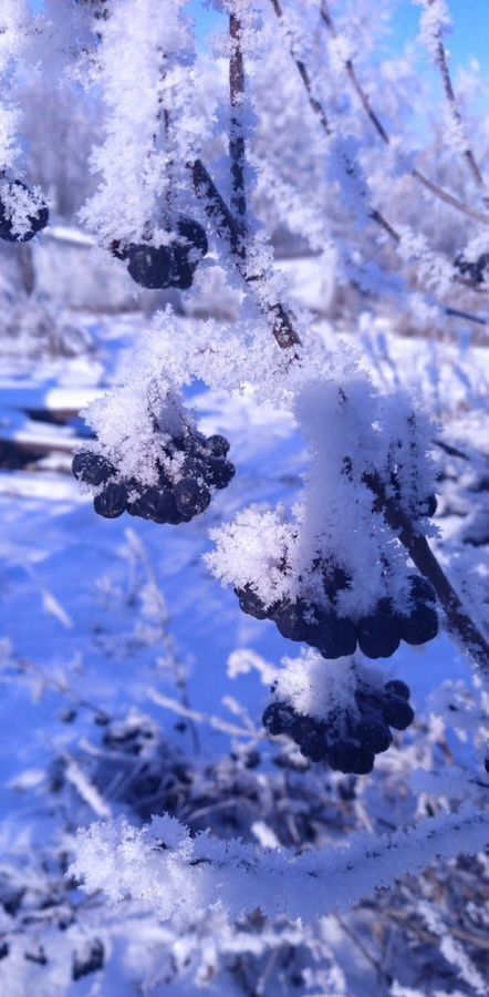 дом р-н Алтайский с Нижнекаменка Алтайское фото 20