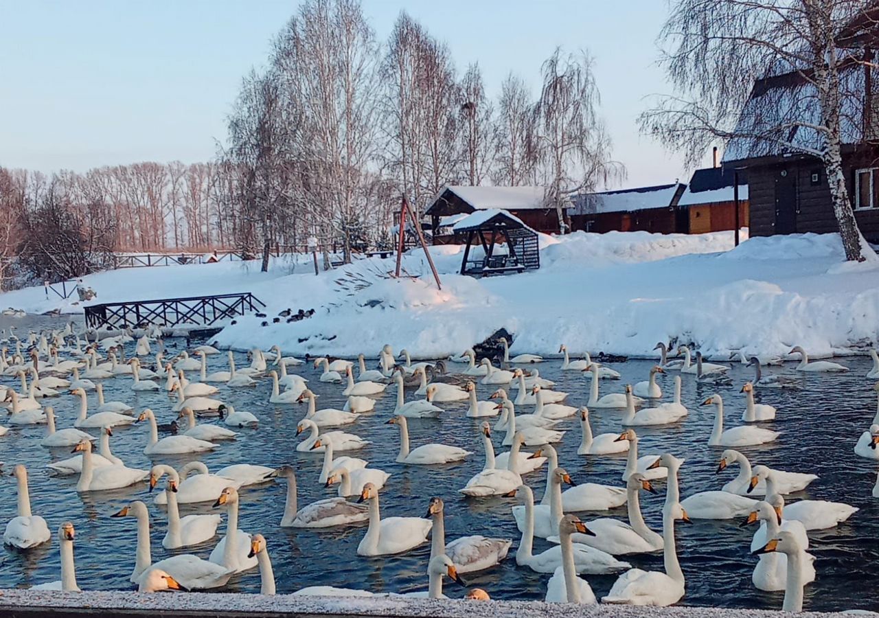 дом р-н Алтайский с Нижнекаменка Алтайское фото 22