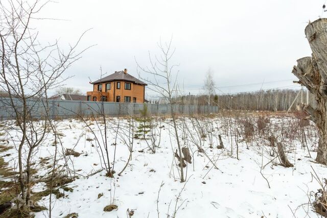 Тюмень городской округ, Западная Звенящие кедры Тюмени с/о фото