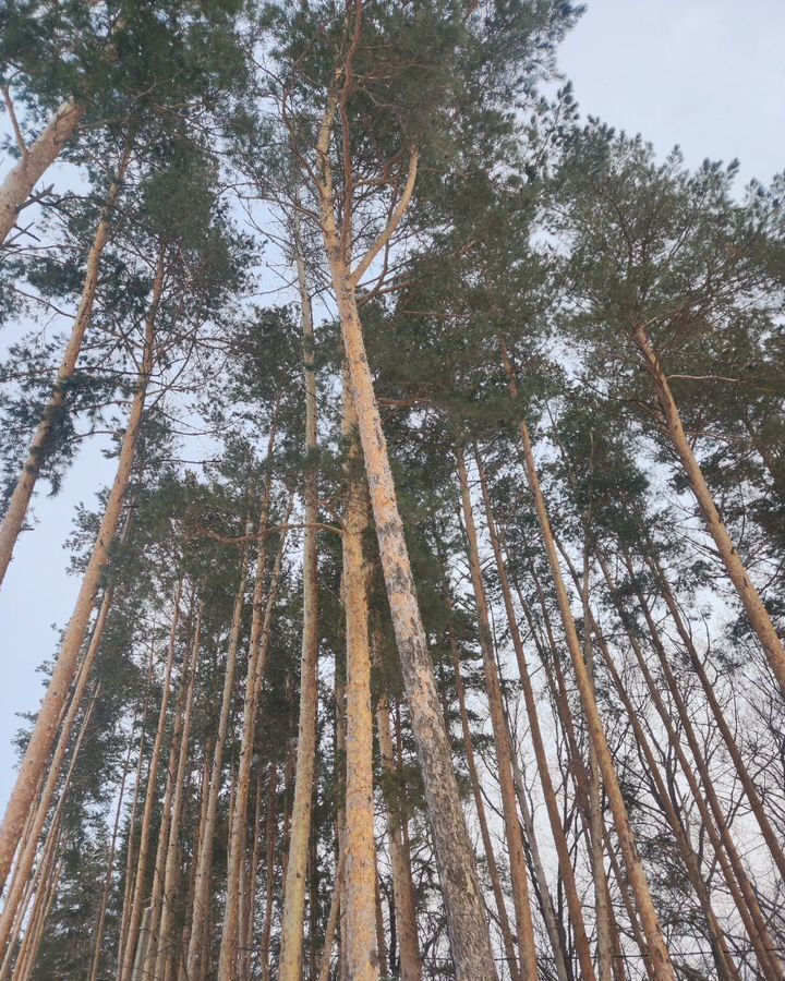 земля г Пенза р-н Железнодорожный некоммерческое товарищество Восход, 3-я ул., 25, садовое фото 16