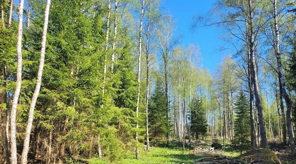 земля р-н Приозерский д Новожилово Сосновское с/пос, ул. Солнечная фото 3