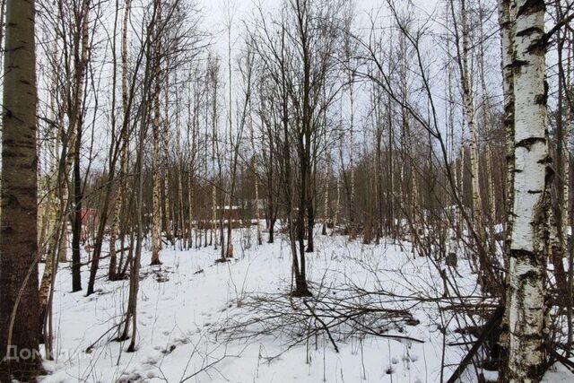 СНТ 1 Аммофос, Череповецкий муниципальный район фото