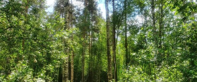 Вырица городской поселок, ул. Нижегородская фото