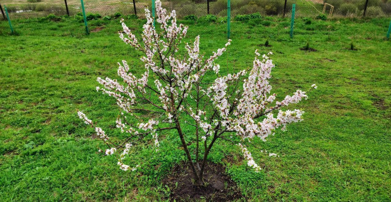 дом р-н Богородский п Буревестник Пыра, 126, садоводческое товарищество фото 15