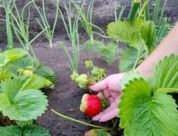 дом р-н Северский ст-ца Северская ул Худыны 2а Северское сельское поселение фото 1