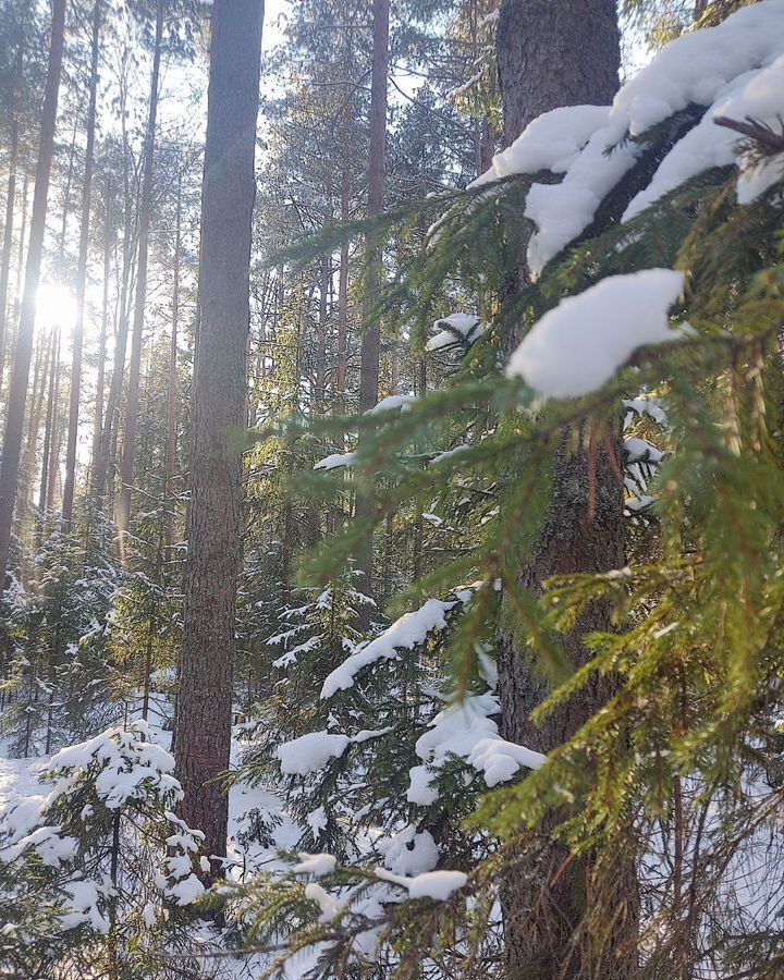 земля р-н Рыбинский д Морушкино Огарковское сельское поселение, Рыбинск фото 16