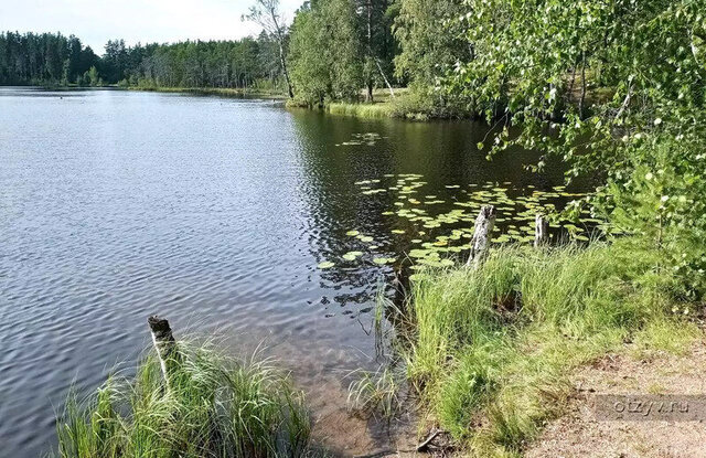 земля снт Славянка Мгинское городское поселение, садоводческое некоммерческое товарищество Белкино фото