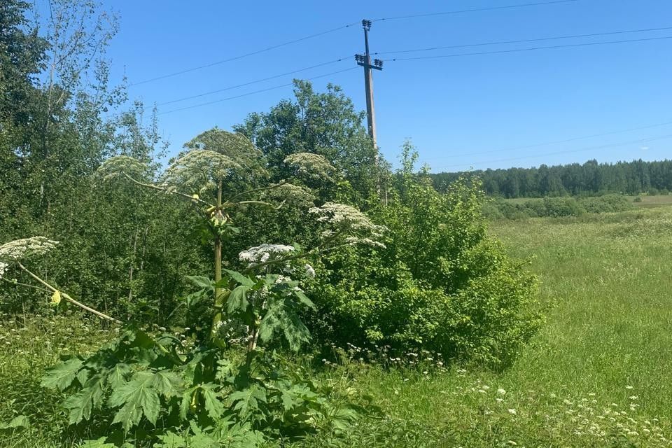 земля р-н Переславский д Куряниново ул Тихая Переславль-Залесский городской округ фото 1