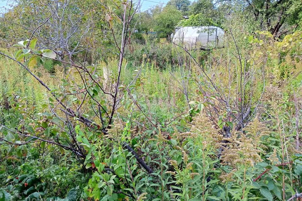 земля Калининград городской округ, СНТ Золотой петушок, Большая Окружная улица, 67 фото 7