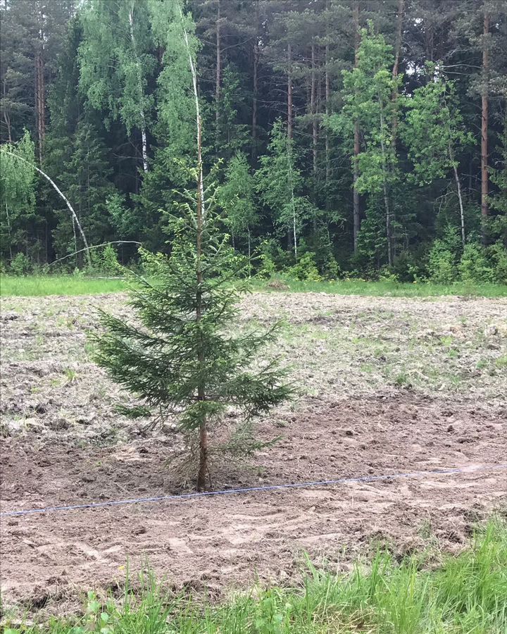 земля р-н Конаковский снт Рябинки Ленинградское шоссе, 9 км, Новозавидовский фото 1