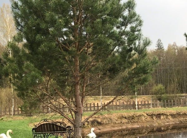 земля городской округ Клин д Богаиха днп терНоворижские ключи фото 7