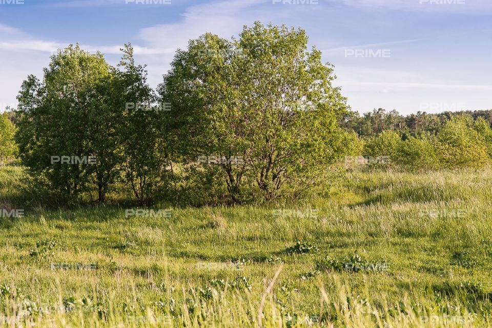 земля городской округ Одинцовский Новое Николино фото 1