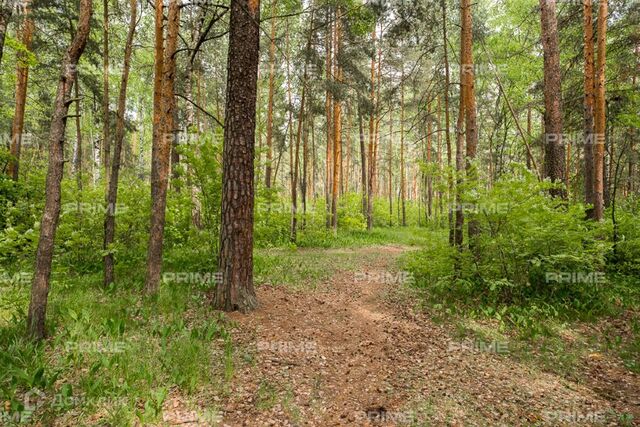 п Николина Гора ТСЖ Сосновый бор фото