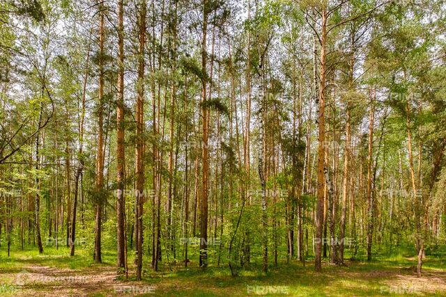 Павловский лес, 7 фото