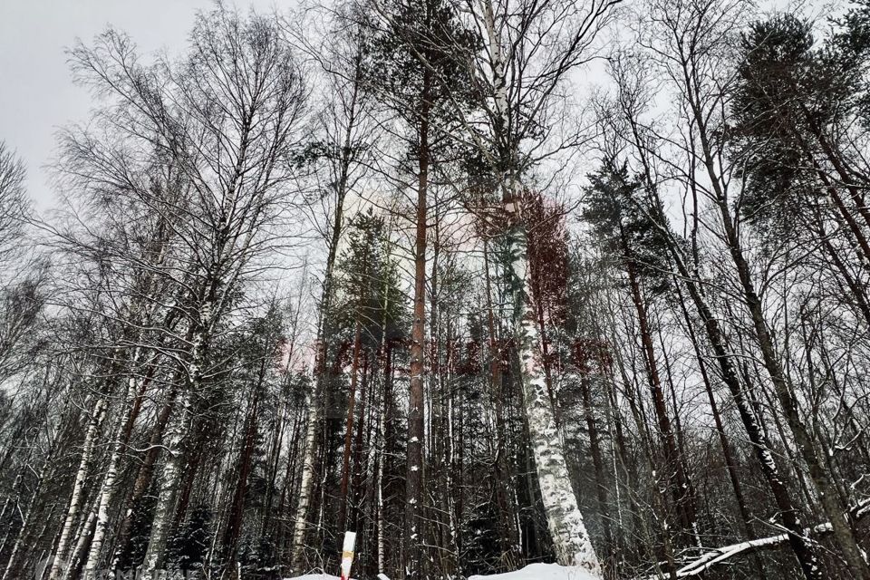 земля р-н Ломоносовский фото 3