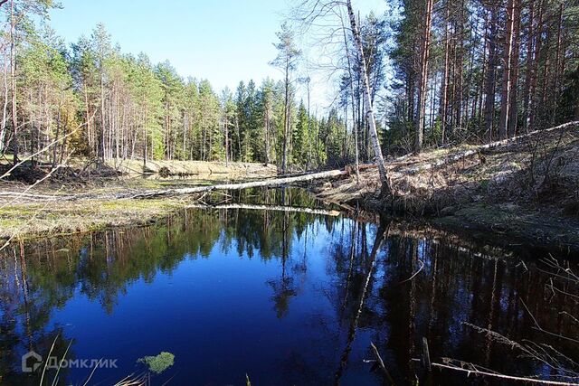 д. Колосарь фото