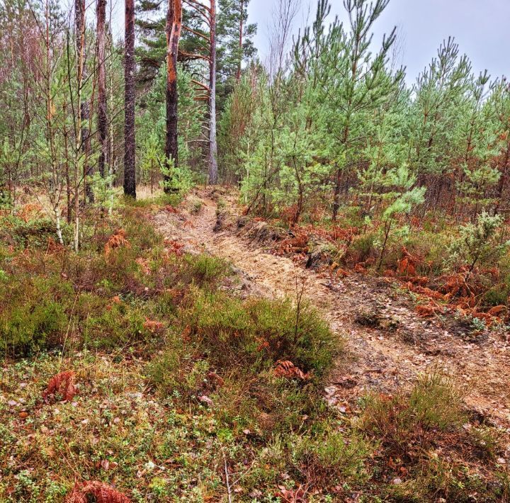 земля р-н Гдовский д Горка (Самолвовская волость) фото 22