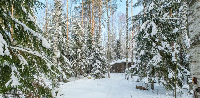 п Западная Лица Сертоловское городское поселение, Проспект Просвещения фото