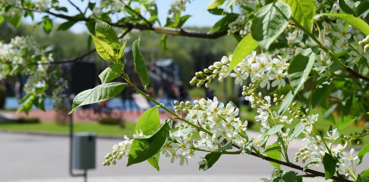 земля городской округ Чехов д Большое Петровское Петровское парк 2 кп, бул. Петровский фото 26