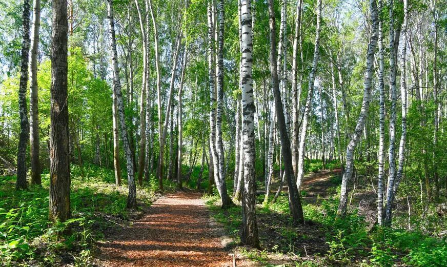 земля р-н Тюменский с Кулига коттеджный пос. Заповедный, Тюмень фото 4