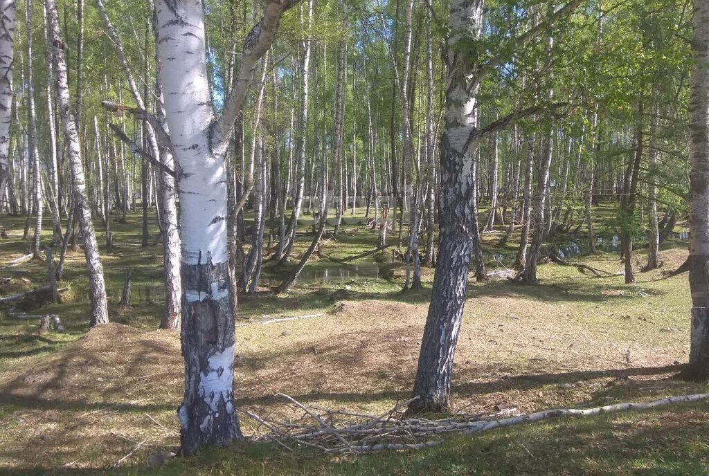 земля р-н Усть-Коксинский п Гагарка ул Березовая фото 3