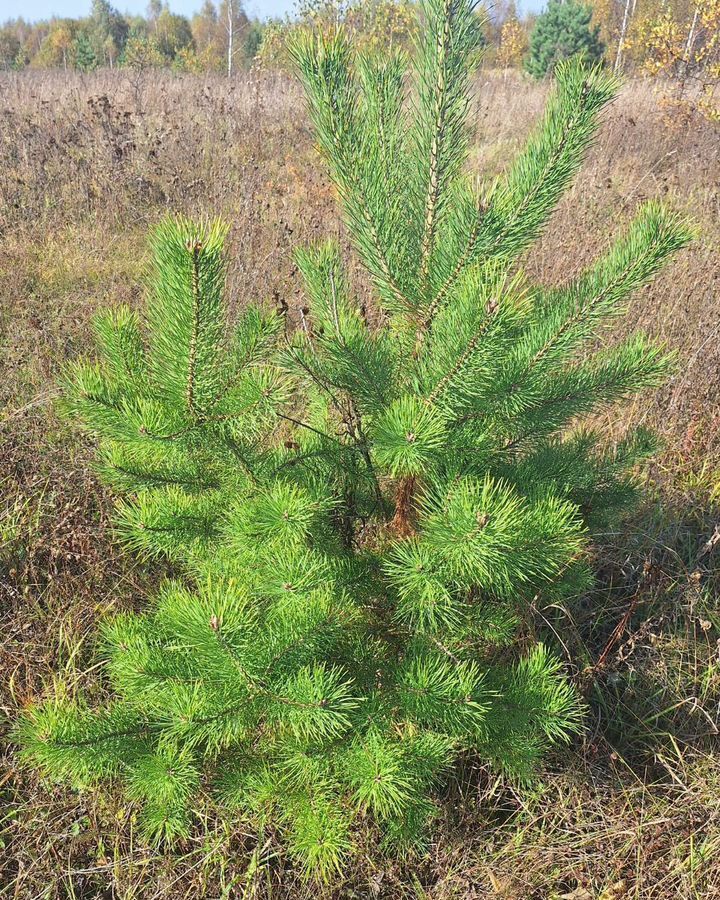 земля городской округ Раменский д Булгаково 58 км, Мещерино, Новорязанское шоссе фото 7