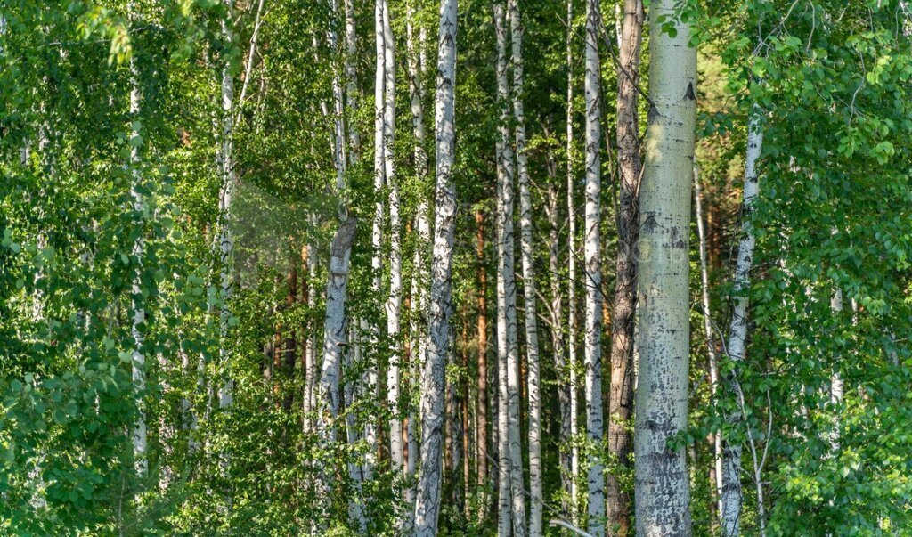 земля р-н Тюменский п Новотарманский ул Дачная фото 26