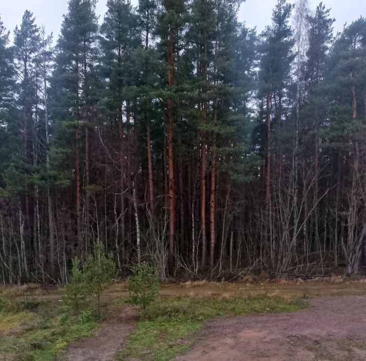 дом р-н Ломоносовский днп Созвездие Полянское с/пос, Водолея ДНП, Выборгский район фото 34