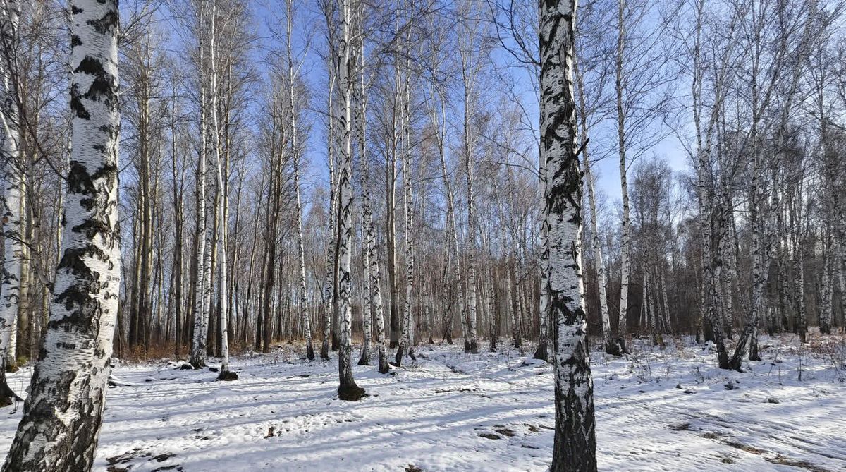 дом г Тюмень р-н Центральный снт Надежда-2 ул Вишневая фото 19