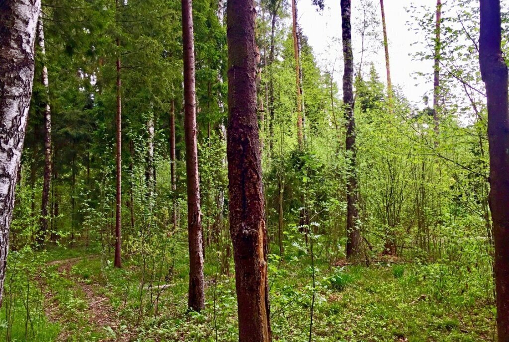 земля городской округ Одинцовский п Николина Гора Одинцово, коттеджный посёлок Никологорское фото 4