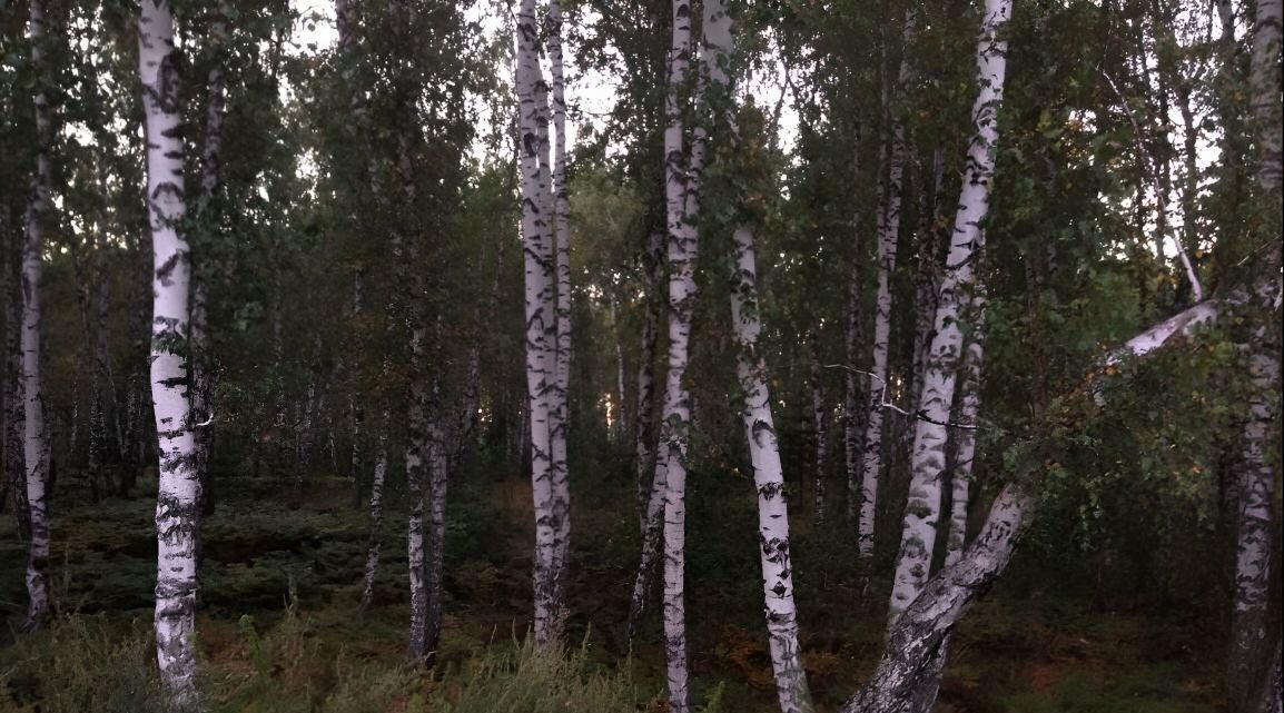 земля р-н Смоленский п Усть-Катунь сельсовет, Верх-Обский фото 5