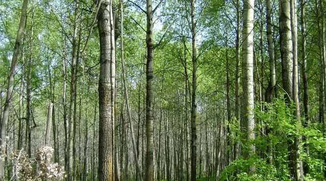 земля п Петровский дом 31 Проспект Победы, жилмассив фото